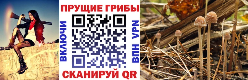 Галлюциногенные грибы прущие грибы  Сальск 